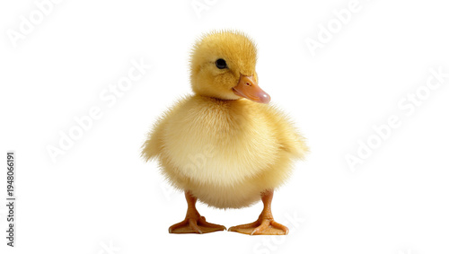 Isolated charming fluffy yellow baby duckling standing alone with delicate down feathers