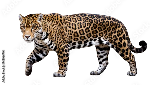 Fototapeta na wymiar Isolated powerful jaguar walking, a magnificent wild feline with spotted coat