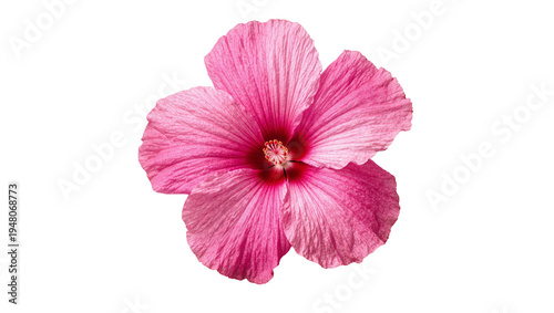 Isolated vibrant pink hibiscus flower blossom with delicate petals for tropical beauty