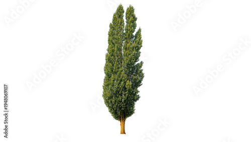 Photos Isolated Lombardy poplar tree with narrow crown and green foliage standing tall