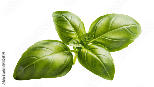 Bilde på lerret Isolated fresh green basil sprig with vibrant leaves, aromatic organic culinary