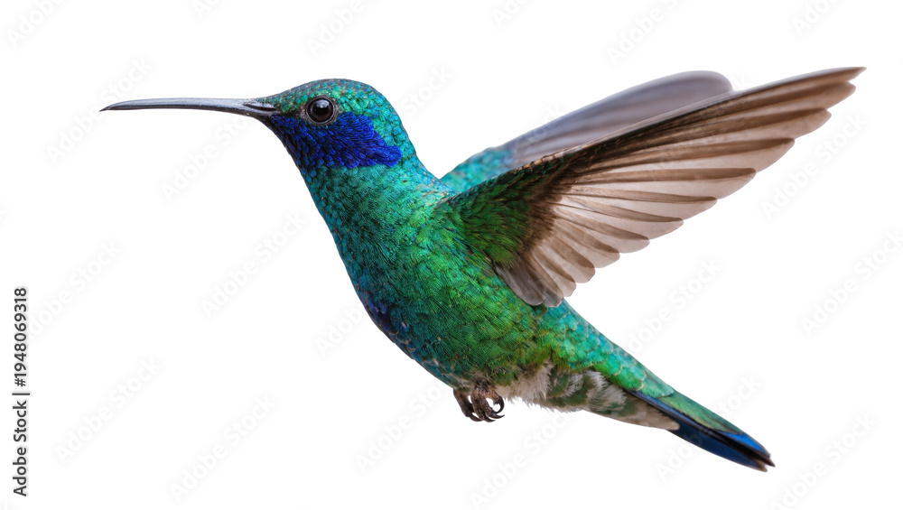 Fototapeta premium Isolated dazzling emerald-green and blue hummingbird with shimmering iridescent plumage in flight