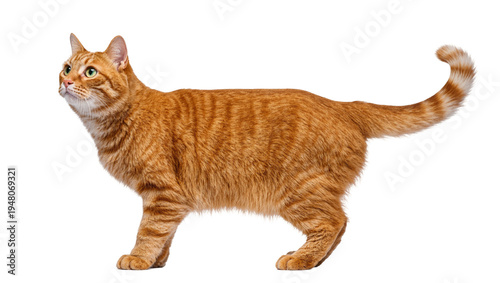 Fotografía Isolated orange tabby cat standing in profile looking up, a beautiful domestic feline