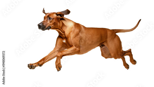 Slika na platnu Isolated powerful Rhodesian Ridgeback dog performing energetic mid-air jump in d