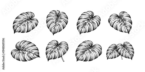 Monstera deliciosa leaves in a vintage black and white illustration style