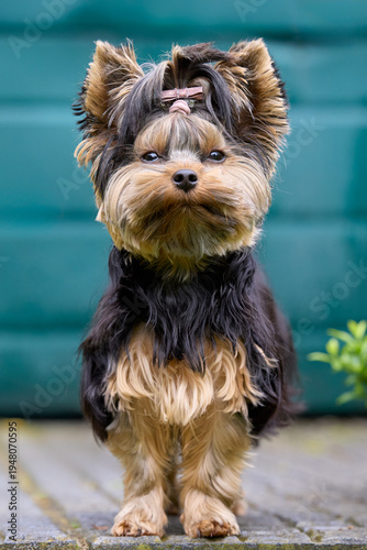An adorable Yorkshire Terrier with a top knot bow stands attentively, looking directly at the camera. This cute, small dog is beautifully groomed, set against a teal background outdoors.