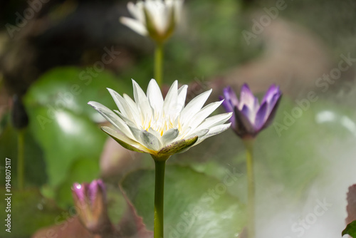 Close-up of a Radiant Nymphaea Flower in a Serene Water Garden