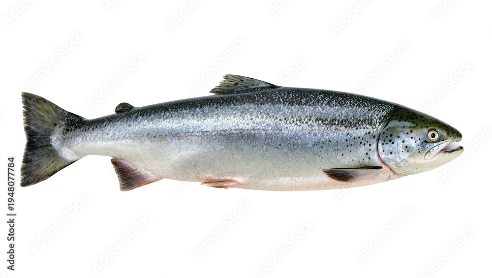 Obraz premium Isolated Atlantic salmon, fresh whole fish, side view showing its silvery scales and dark spots