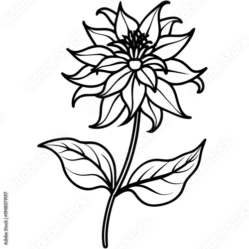 black and white bee balm petite wonder flower line art