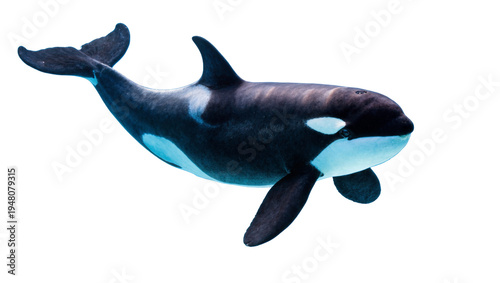 Foto Isolated majestic orca killer whale, powerful marine mammal swimming freely in o