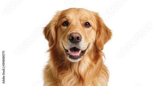 Photos Isolated happy golden retriever dog headshot smiling and looking at camera direc