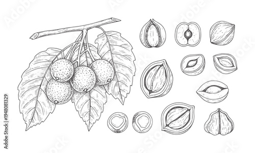 Hand drawn branch with berries and various nuts and seeds fruit
