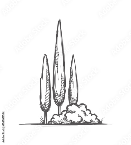 Of three tall slender trees and a bushy shrub