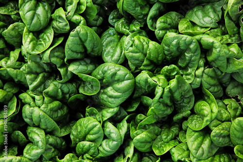 Spinach plantation. A fresh harvest of green spinach leaves. Harvesting in autumn. Work on the land. A farm for growing organic spinach. Agricultural industry. Harvesting of spinach leaves. Organic
