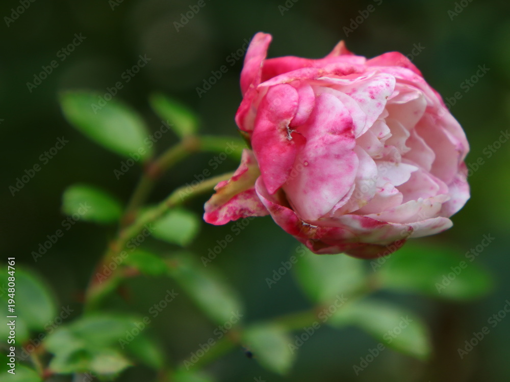 Obraz premium Rose gefüllt in rosa weiß