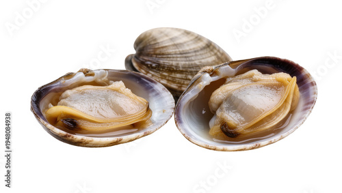 Isolated fresh raw clams and shellfish bivalve mollusks ready for cooking or eating