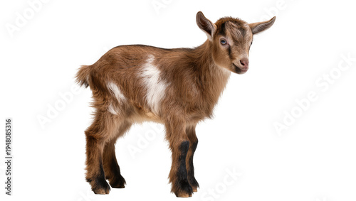 Isolated adorable young domestic farm baby goat with brown and white fur standing looking at camera.