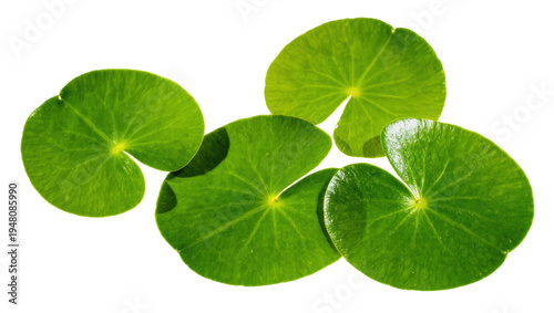 Isolated vibrant green round aquatic plant leaves, fresh water pennywort or lily pads