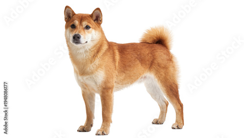 Принти на полотні Isolated charming Shiba Inu dog, an alert purebred pet, standing with a curly tail
