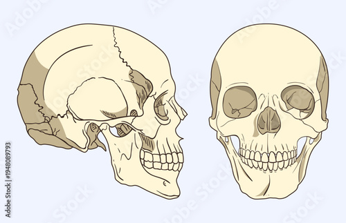 Human Skull Lateral and Front View Anatomy
