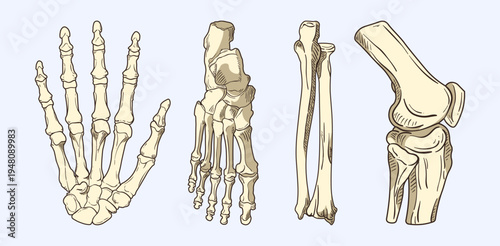 Human Skeletal System Anatomy Hand Foot Leg Bones