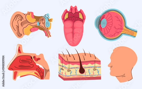 Human Body Senses Anatomy Collection