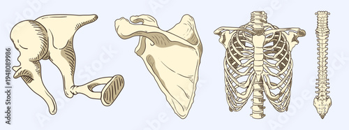 Human Skeletal System Anatomy, Scapula and Thoracic Chest