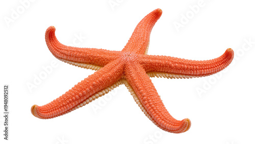 Isolated orange starfish, a beautiful five-armed marine animal found in ocean waters