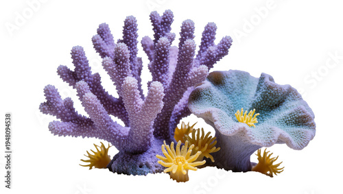 Fotografija Isolated vibrant marine life arrangement with purple branching coral and blue ru