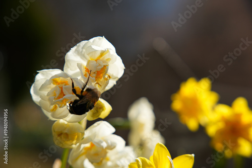 Bumblebee Pollinating White Daffodil Flower on Sunny Spring Day
