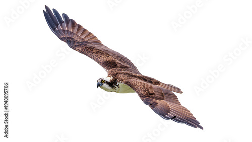 Isolated magnificent osprey raptor soaring with wings wide open gracefully in the air