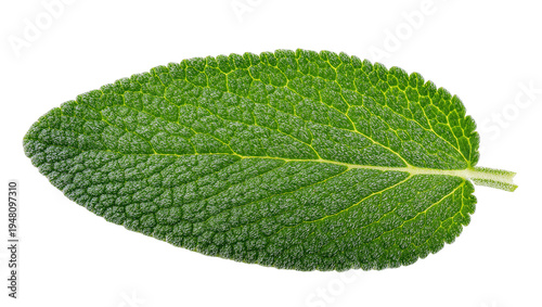 Quadro em tela Isolated fresh green sage leaf, vibrant herb with unique textured surface and vi