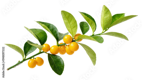 Canvastavla Isolated branch of calamondin oranges with vibrant green leaves and ripe citrus