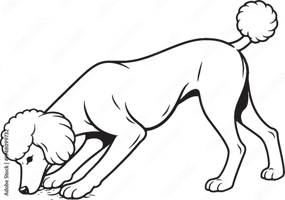 Fototapeta premium Standard Poodle Marking Territory Leg Lift Black and White Line Art Illustration