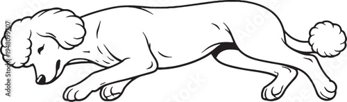 Standard Poodle Sleeping on Side Relaxed Black and White Line Art Illustration