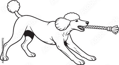 Standard Poodle Tugging Rope Pull Stance Black and White Line Art Illustration