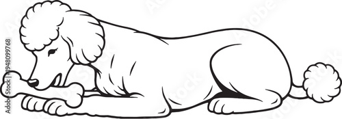 Standard Poodle Chewing Bone Lying Down Side View Black and White Line Art Illustration