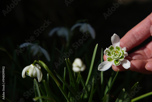 Hand Holding Snowdrop Flower in Spring Garden with Natural Light