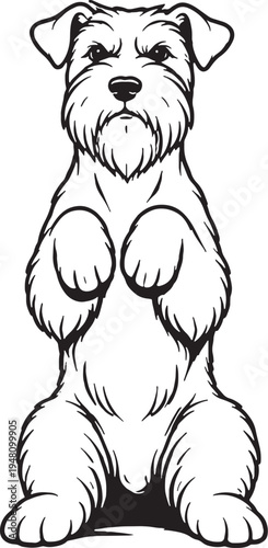 Miniature Schnauzer Sitting Beg Pose Front View Black and White Line Art Illustration