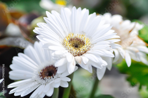 фотографія Gerbera, Barberton daisy or Compositae or Gerbera jamesonii or  Gerbera jamesoni