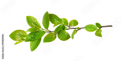 Fresh green twig with spring leaves isolated on white or transparent background