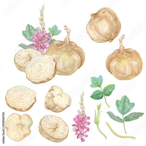 Pueraria tuberous root illustration with watercolor isolated on transparent background