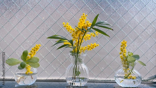 mimosa flowers