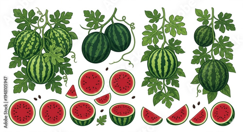 Fresh watermelon vector illustration, whole and sliced red fruit with black seeds isolated on white background.