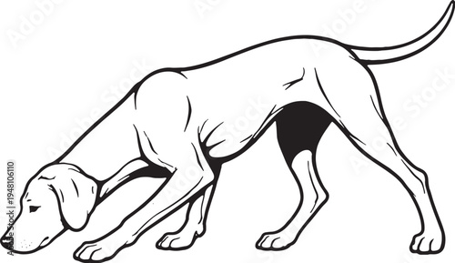 Vizsla sniff tracking nose down black and white line art illustration