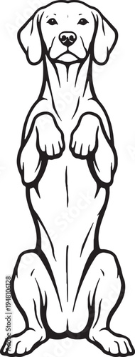Vizsla sitting beg pose front view black and white line art illustration