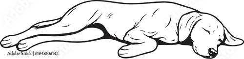 Vizsla sleeping on side relaxed black and white line art illustration