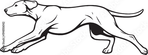 Vizsla running sprint side view black and white line art illustration