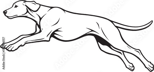 Vizsla jumping mid air side view