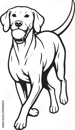 Vizsla fetch return carrying ball black and white line art illustration